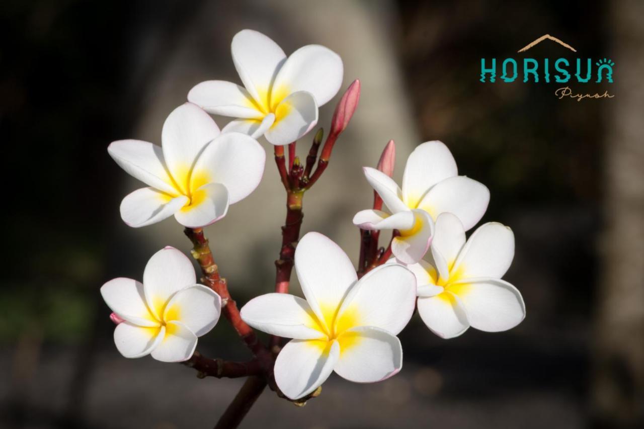 Апартаменты Horisun Бель Мар Экстерьер фото